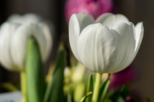 witte tulp