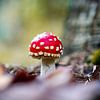 Mushroom in the woods by nick ringelberg
