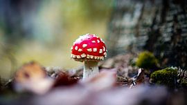 Mushroom in the woods by nick ringelberg
