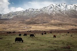 Chinesische Yaks von Jørgen Geers