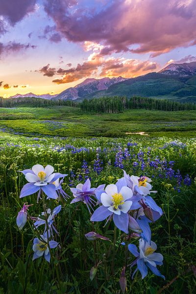 Colorado Columbine Wildflower Sunset in Crested Butte Wall Art - Professional Landscape Photography by Daniel Forster