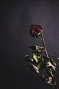 Rote Rose von Marie Ndiaye Miniaturansicht