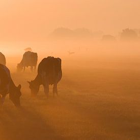 Vaches dans la lumière du matin sur Jitske Van der gaast