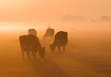 Koeien in het ochtendlicht van Jitske Van der gaast