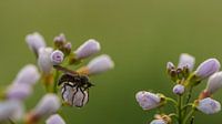 roofvlieg op pinksterbloem