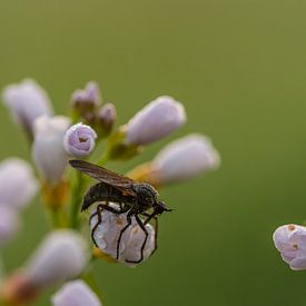 Kuckucksblume Raubfliege von Henk Roosing