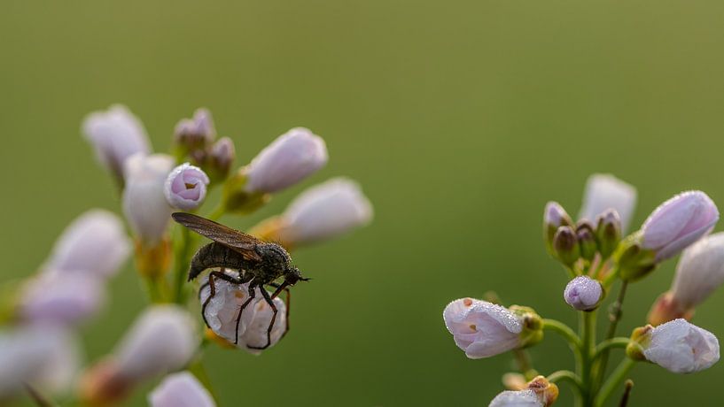 cuckoo flower predatory fly by Henk Roosing
