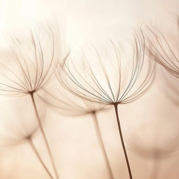 Fijne bloemstelen van Poster Art Shop