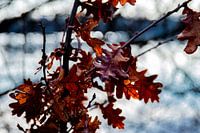 Brown leafs