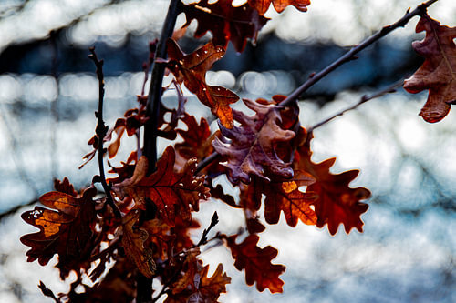 Brown leafs