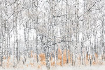 Wilgenbosje in de winter van KCleBlanc Photography