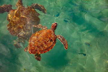 Zeeschildpadden bij Playa Grandi (Curaçao) van Laura V