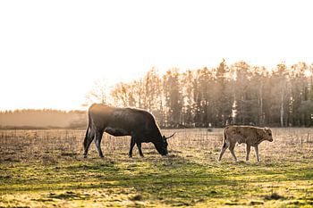 Mutter und junger Tauros im Maashorst