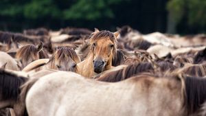 Chevaux sauvages sur Friedhelm Peters
