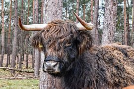 Scottish Highlander on the heath by Sharon Hendriks