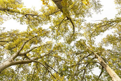 Bomen. Nieuw Landelijk.