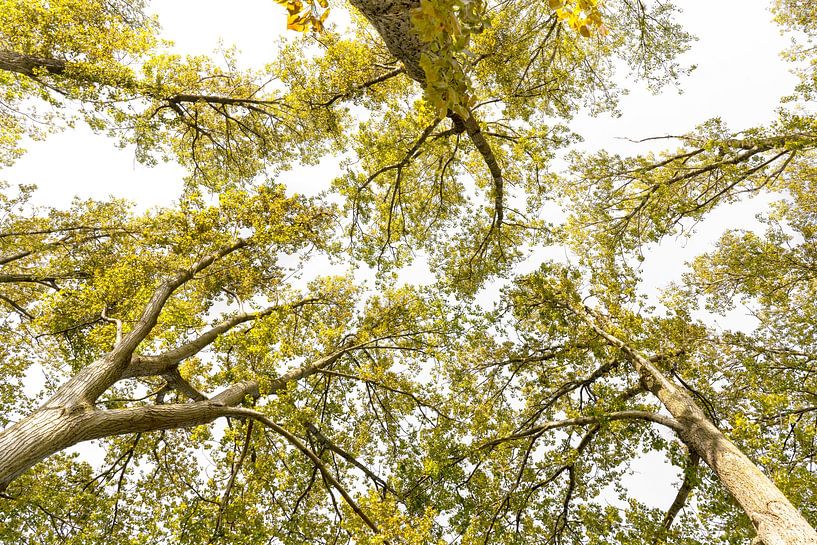 Des arbres. Tendre vers le haut. 1 par Alie Ekkelenkamp