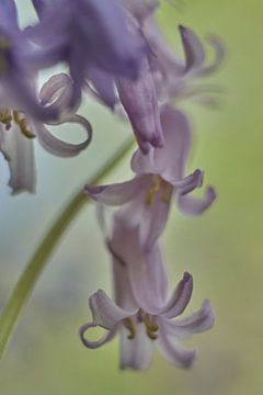 Beautiful wild bluebell van Monique Visser