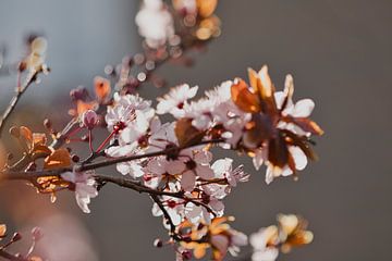 bloesems in het ochtend zonnetje van Lindy Schenk-Smit