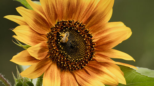 Gouden Zonnebloem met Honingbij en Stuifmeel – Zomerse Macro Fotografie van Saranda in t Veld Fotografie