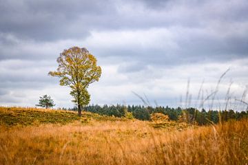 Eikenboom op de heide in de herfst in de Loenermark van Sjoerd van der Wal Fotografie