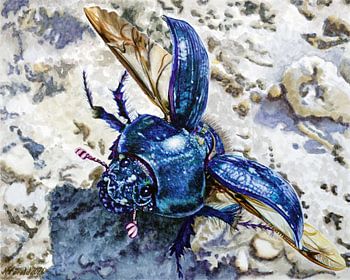 Dung beetle before take-off