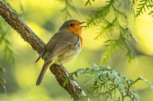 Casque rouge chantant