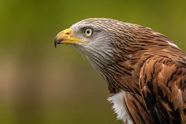 Rotmilan, Milvus milvus. Raubvogel