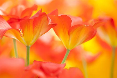 Mooie kleurrijke tulpen in de lente met felle kleuren.