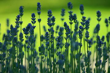 Lavender in green by Niek Traas