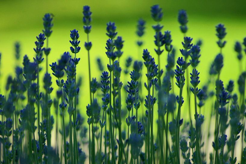 Lavendel in Grün von Niek Traas