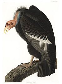 Condor de Californie