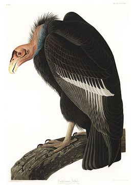 Californische Condor