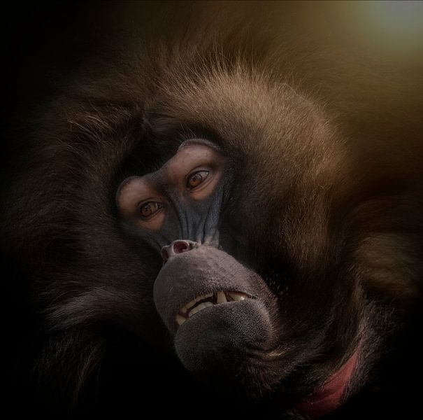 Le Roi Galada (singe) (modèle carré) par Ron Meijer Photo-Art