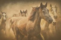 Chevaux