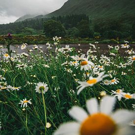 Lente in Schotland von Mitchell Routs