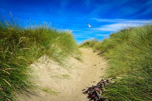 Dune Transition in Otago, New Zealand