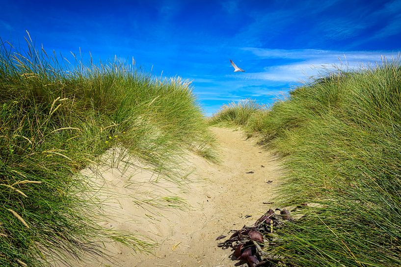 Dune Transition in Otago, Neuseeland von Rietje Bulthuis