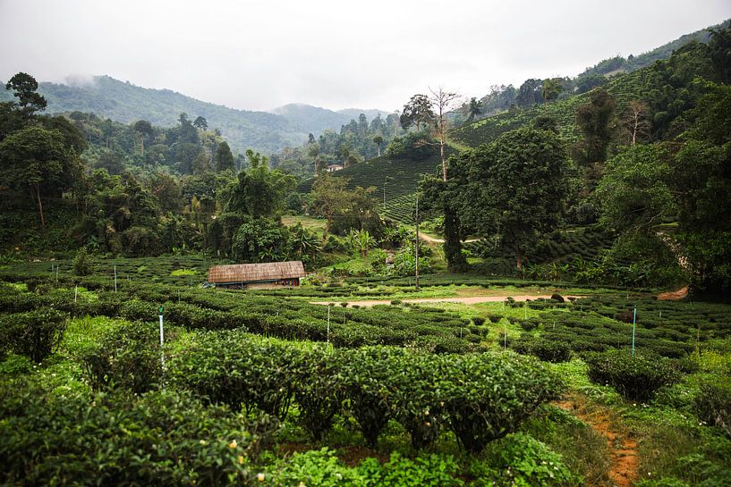 Plantations de thé dans le nord de la Thaïlande par Yvette Baur