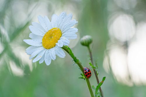 Lieveheersbeestje op een margriet #1