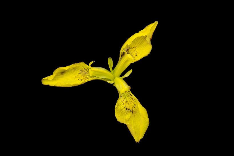 Yellow Iris in Low Key by Lex van der Putten
