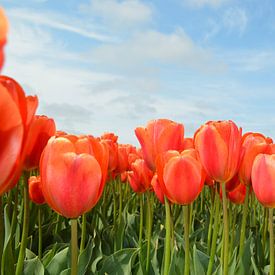 keukenhof by Abdullah Altintas