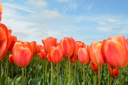 keukenhof