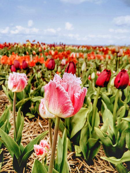 Tulip with a frayed edge by Cor Woudstra