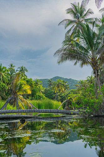 Palm trees in mangrove reflection photo