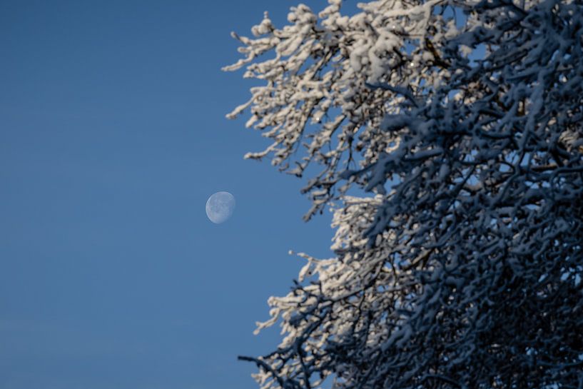 moon with blue sky and snow on the trees by Eric van Nieuwland