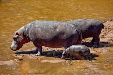 Nijlpaarden familie van Peter Michel