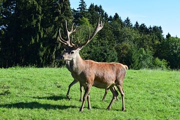 Hirsch  von Karin Sigwarth