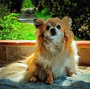Looking At You Mom Chihuahua by Dorothy Berry-Lound thumbnail