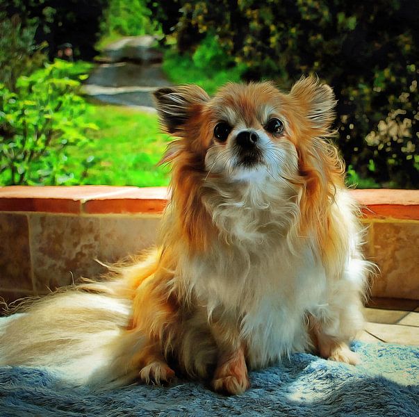 Looking At You Mom Chihuahua by Dorothy Berry-Lound